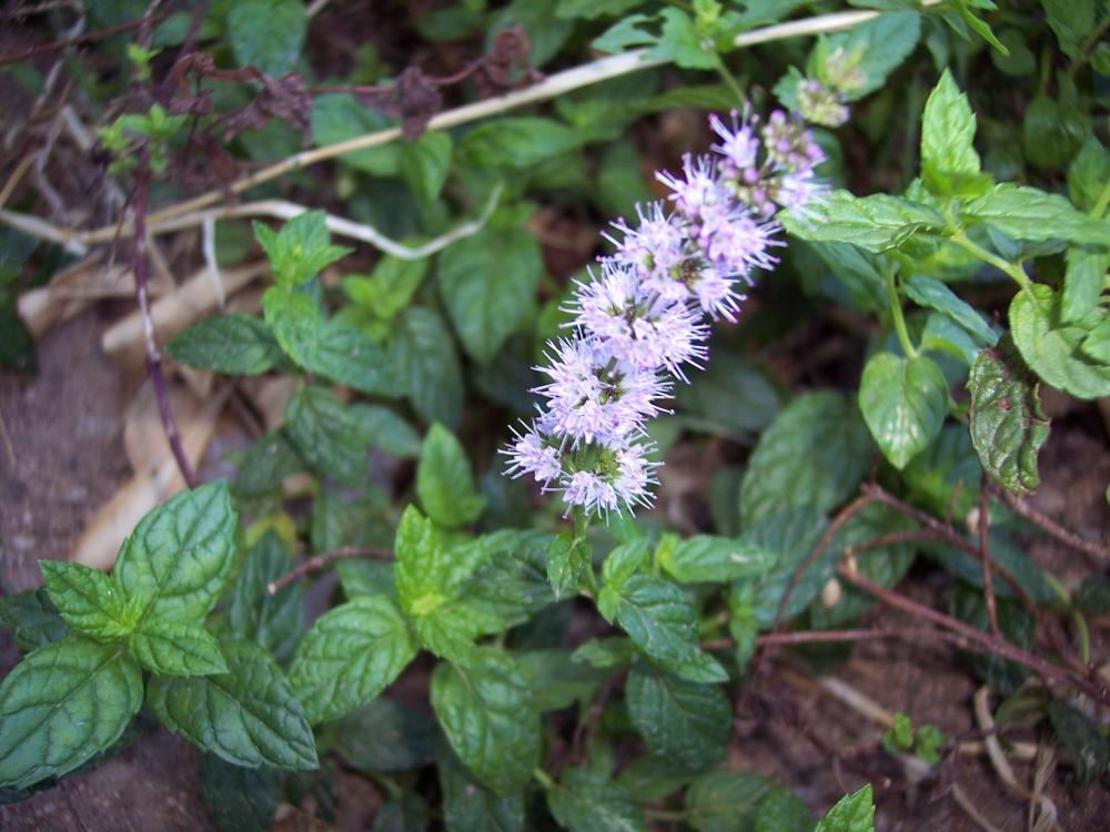 Pianta da determinare - Mentha sp.